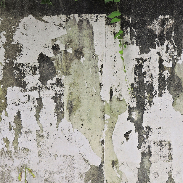 雑草が生えている